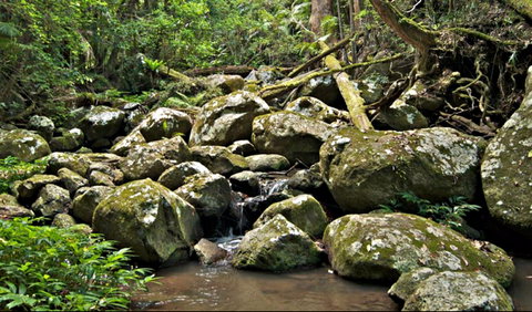 Booyong Walking Track - Attractions Perth 0