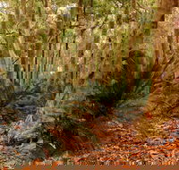 Burrawang Walking Track - Attractions Perth
