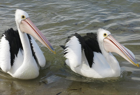 Chinaman Wells - Attractions Perth 0