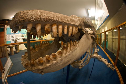 Eden Killer Whale Museum - Attractions Perth 0