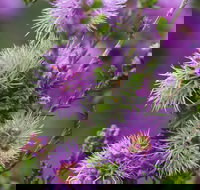 Ethel Daw Scenic Drive - Attractions Perth