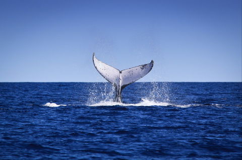 Humpback Whales - Attractions Perth 0