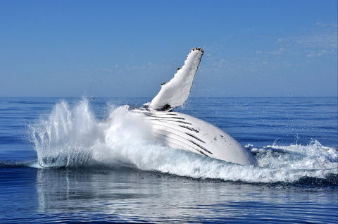 Humpback Whales - Attractions Perth 1
