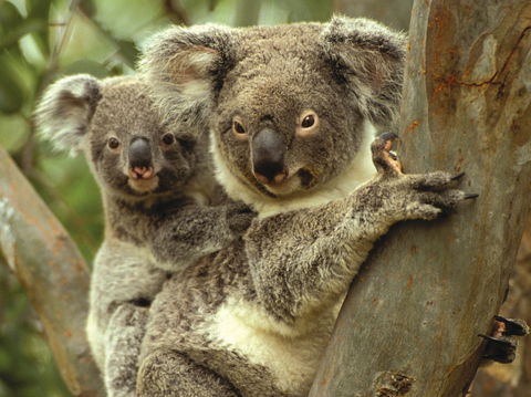 Koalas In Gunnedah - Attractions Perth 0