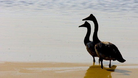 Mamukala Wetlands And Bird Hide - Attractions Perth 1