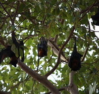 Manngarre Rainforest Walk - Attractions Perth