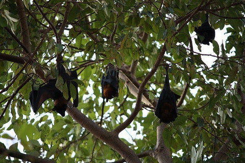 Manngarre Rainforest Walk - Attractions Perth 0