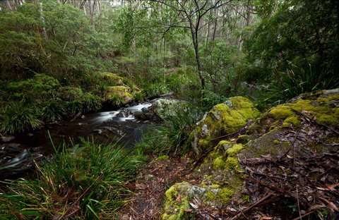 Mongarlowe River Picnic Area - Attractions Perth 0