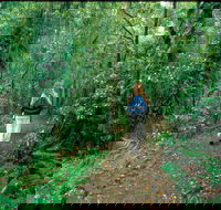 Mount Cougal Springbrook National Park - Attractions Perth