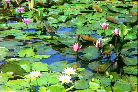 Mt Coot-tha Tourist Drive - Attractions Perth 1