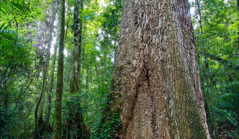 Murray Scrub Walking Track - Attractions Perth 0