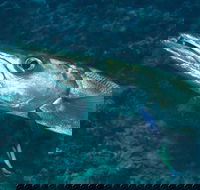 Norman Reef Dive Site - Attractions Perth