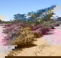 Reynoldson's Flora Reserve - Attractions Perth