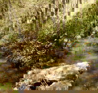 Sandy Creek Track - Attractions Perth