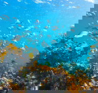 Snorkelling McKenzies Beach - Attractions Perth