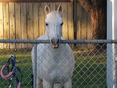 The Equine Club - Attractions Perth 2