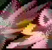 Wallis Creek Water Garden - Attractions Perth