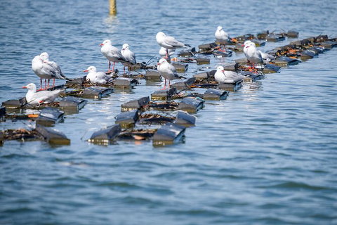 Catch A Crab Tour With Optional Seafood Lunch - Attractions Perth 2
