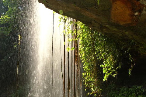 Rainforest & Waterfall Experience - Attractions Perth 9