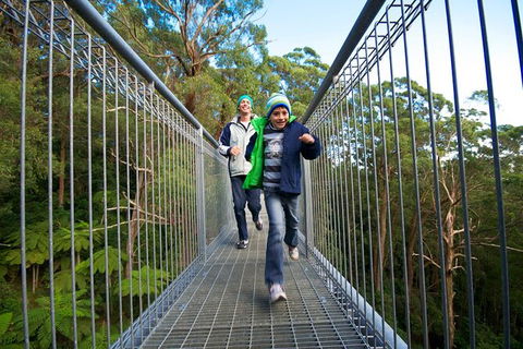 Illawarra Fly Treetop Adventures Treetop Walk Admission Ticket - Attractions Perth 7