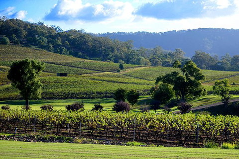 Ivanhoe Wines: Trip Advisor Seated Wine Tasting Masterclass - Attractions Perth 4
