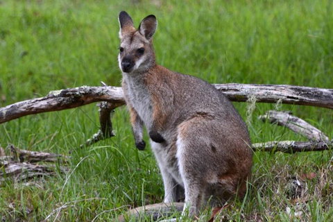 Ultimate Blue Mountains And Wildlife Tour - Attractions Perth 2