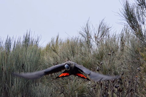 Ultimate Blue Mountains And Wildlife Tour - Attractions Perth 1