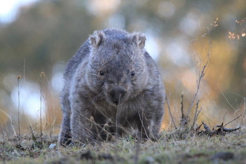 Ultimate Blue Mountains And Wildlife Tour - Attractions Perth 3