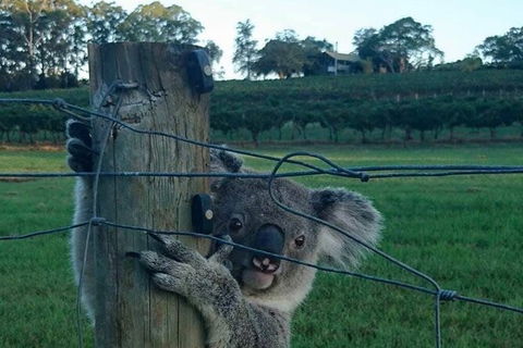 The Secret Vines Experience Port Macquarie - Attractions Perth 1
