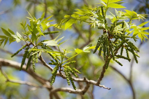 Pecan Farm Tour And Workshop, Byron Bay Hinterland - Attractions Perth 2