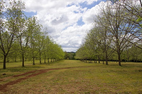 Pecan Farm Tour And Workshop, Byron Bay Hinterland - Attractions Perth 6