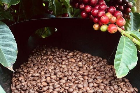 Coffee Farm Tour And Workshop, Byron Bay Hinterland - Attractions Perth 1