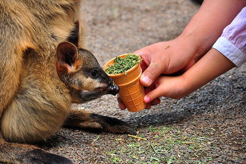 Blue Mountains Highlights & Wildlife Park - Attractions Perth 3