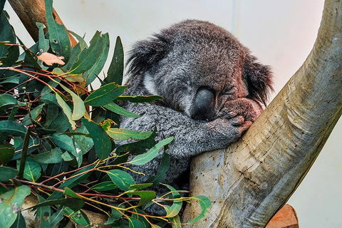 Blue Mountains Highlights & Wildlife Park - Attractions Perth 1