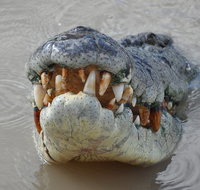 Jumping Crocodile Day Trip from Darwin - Attractions Perth