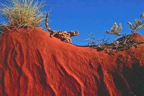 Alice Springs, Uluru Ayers Rock & Kings Canyon 8 Days Touring Package - Attractions Perth 4
