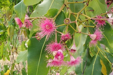 Full-Day Private Guided Tour To Litchfield National Park - Attractions Perth 5
