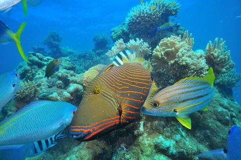 Fly To Green Island - Cruise Return - Attractions Perth 18