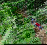 Daintree Rainforest Cape Tribulation and Bloomfield Track Small Group Tour - Attractions Perth