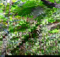 2-Day Cape Tribulation and Daintree Rainforest Tour from Cairns /Port Douglas - Attractions Perth