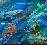 Cairns Aquarium Admission Ticket - Attractions Perth