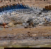 Solar Whisper Daintree River Crocodile and Wildlife Cruise - Attractions Perth