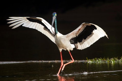 Daintree River - Private Photography Cruise - Attractions Perth 0