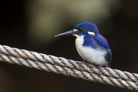 Daintree River - Private Photography Cruise - Attractions Perth 1