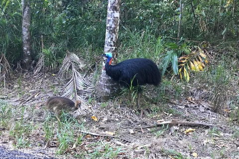 Daintree Luxury Limousine Tour - Full Day - Attractions Perth 8