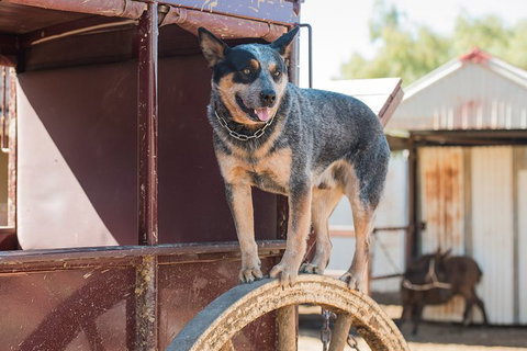 Cobb And Co Stagecoach Experience - Attractions Perth 3