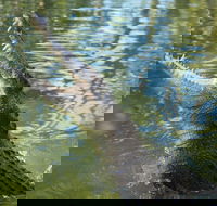 The adventure begins at Hartley's the best crocodile show in Australia - Attractions Perth