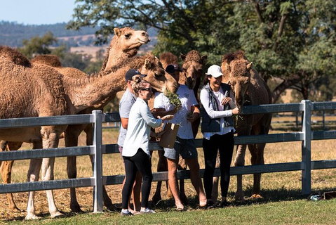 Camel Farm Tour And Taste Near Brisbane - Attractions Perth 0
