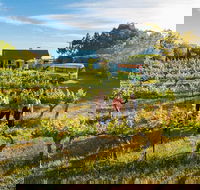 Barossa Valley Highlights from Barossa Valley Including Wine and Cheese Tasting - Attractions Perth