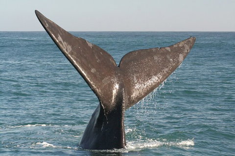 Southern Ocean Adventure From Victor Harbor - Attractions Perth 4